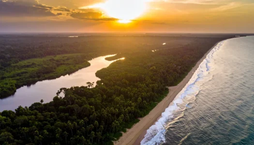 Golden sunrise over a tropical coastline where forest meets the ocean, evoking calm and renewal