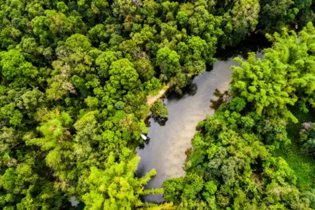 Aerial view of dense tropical rainforest threaded by a winding river, evoking the Central African forests where iboga grows