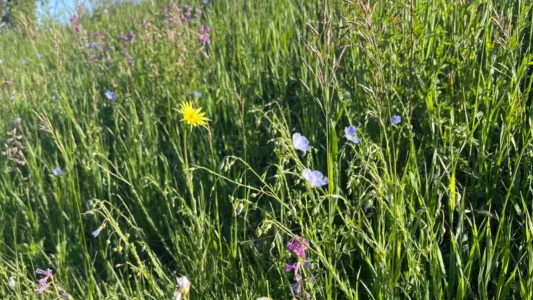 Blue and pink wildflowers in a green summer meadow under a clear sky, evoking renewal and new growth